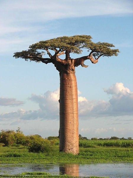 Free Your Mane baobab tree